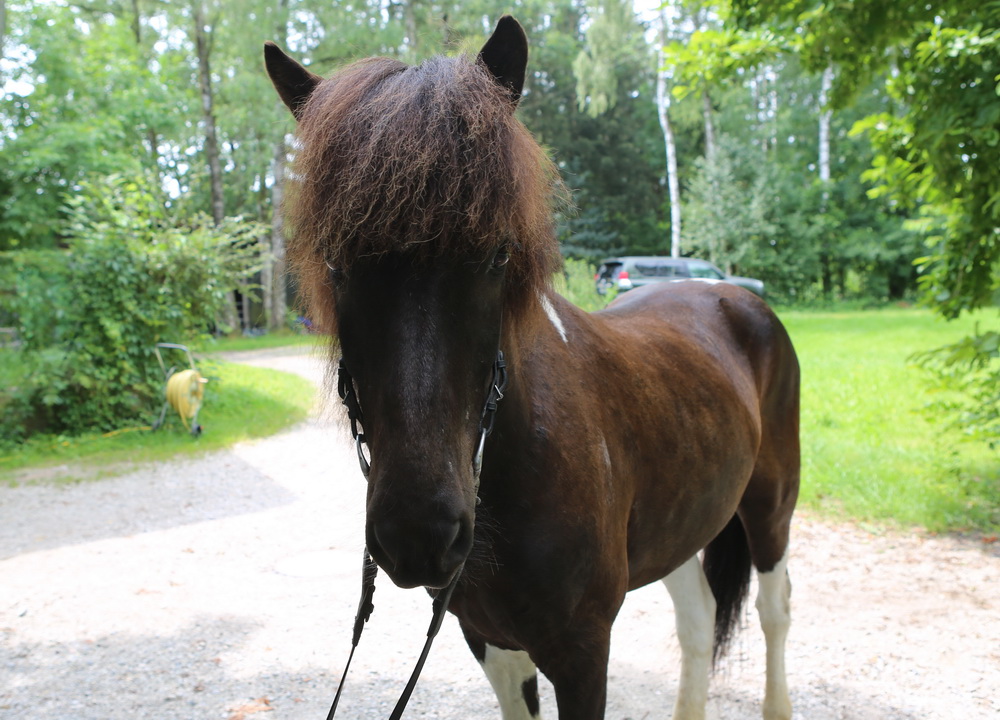 Bokki Islandpferd/Isländer Verkaufspferd/München