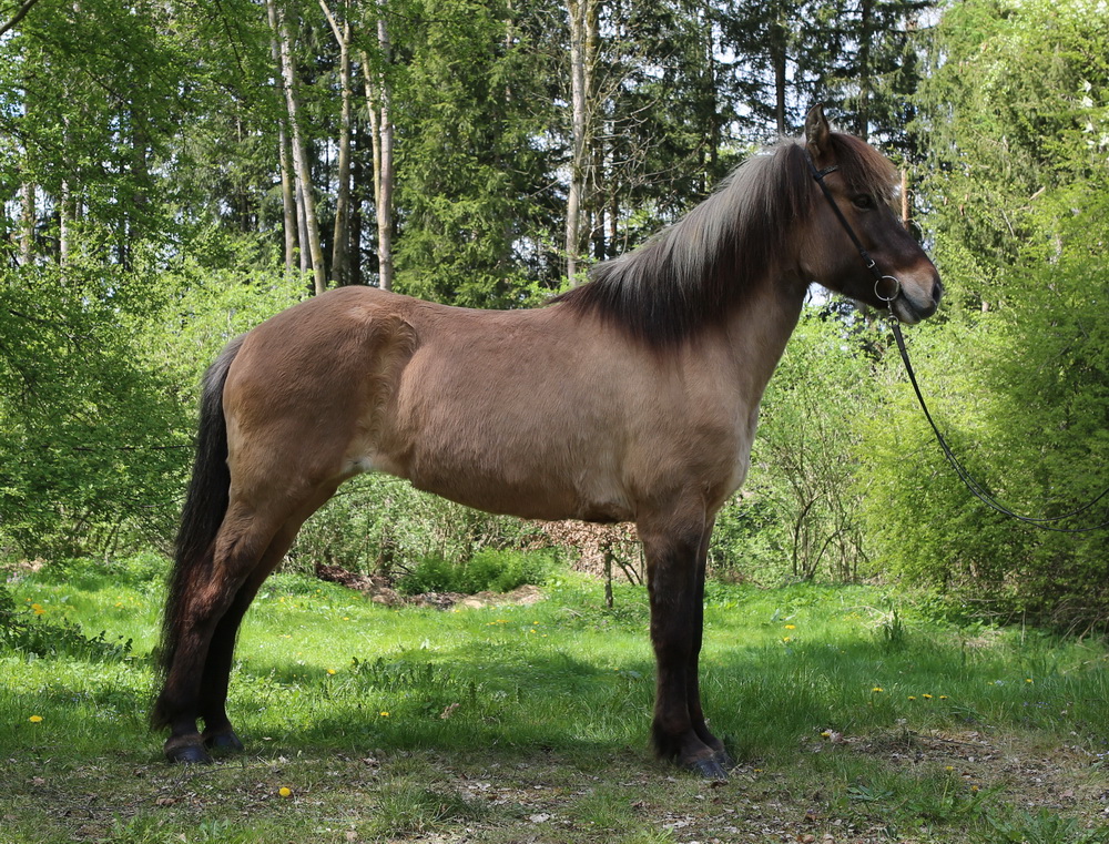 Freyja Islandpferd/Isländer Verkaufspferd/München